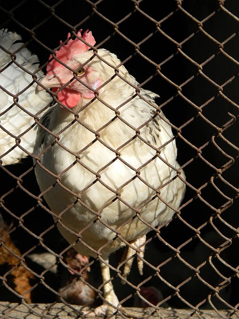 在接下来的 在接下来的