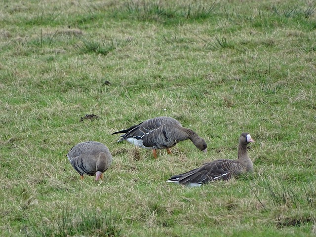 西部第四的 西部第四的